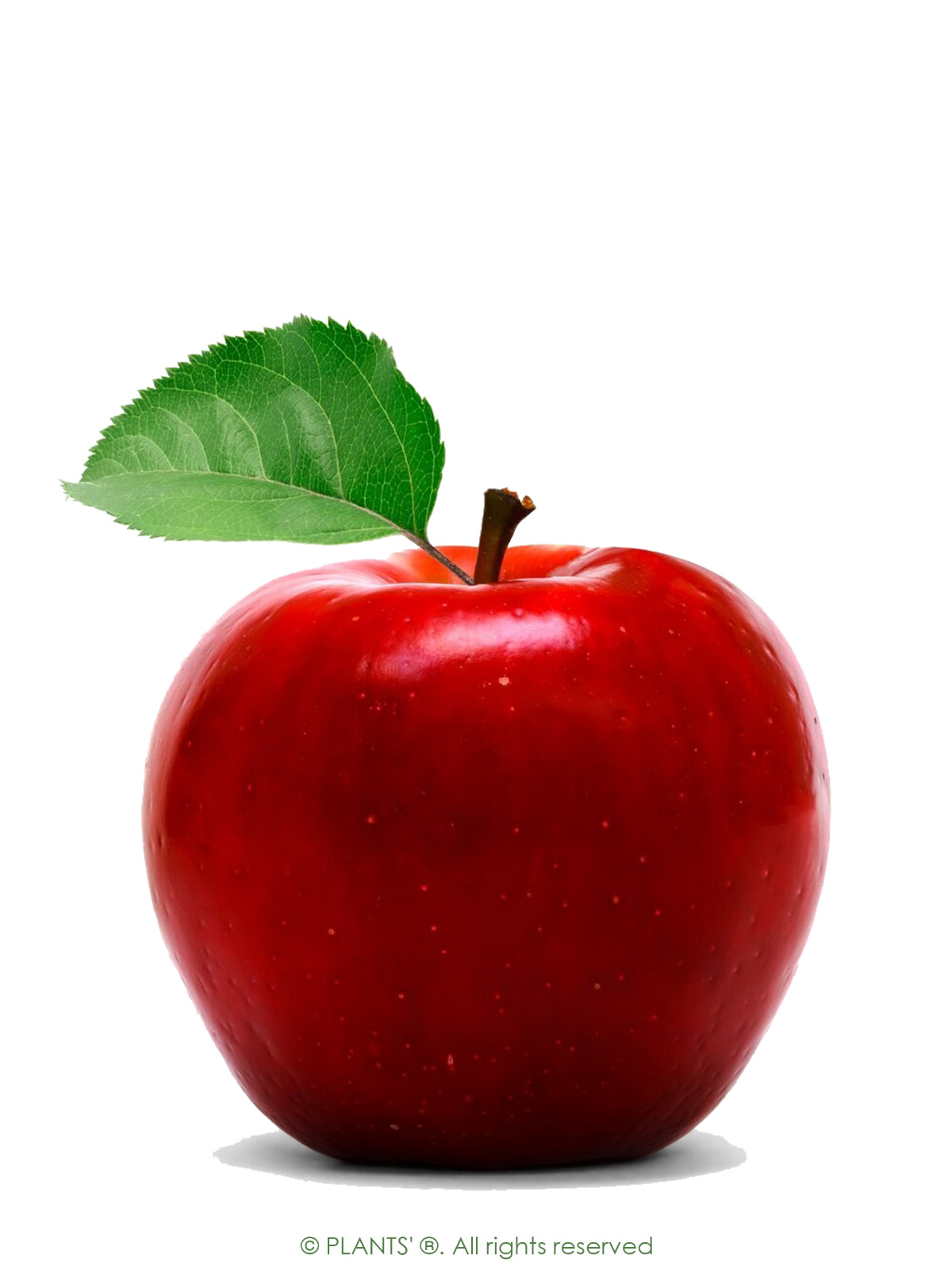 Paradise Apple | Premium Seeds | Malus pumila ‘Fruit’ | Plants’®