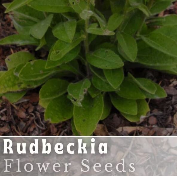 Cherokee Blush Rudbeckia Seeds 125+ Seeds Annual Flower Seeds Garden