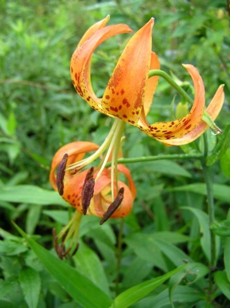 5 Turk’s-cap lily Lilium superbum Bulb/tuber Woodland Wildflower ~Native Hardy~