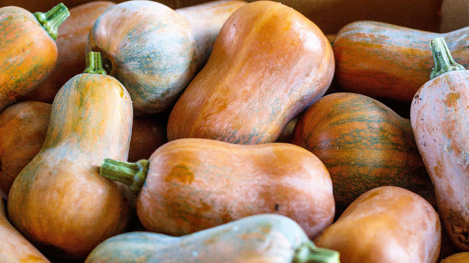 25 Organic HONEYNUT SQUASH Honey Butternut Cucurbita Baby Buttercup Veggie Seeds