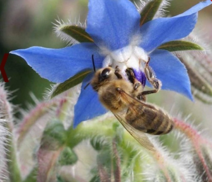 50+ Borage Seeds **Fresh Seeds** ~~Free Shipping~~