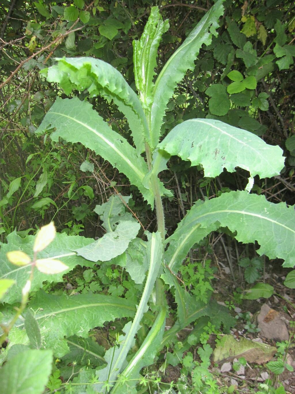 25+ Wild Lettuce Seeds (Lactuca virosa) Packed for 2021 *Free US Shipping*