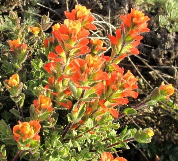 Castilleja latifolia | Monterey Indian Paintbrush | 10 Seeds