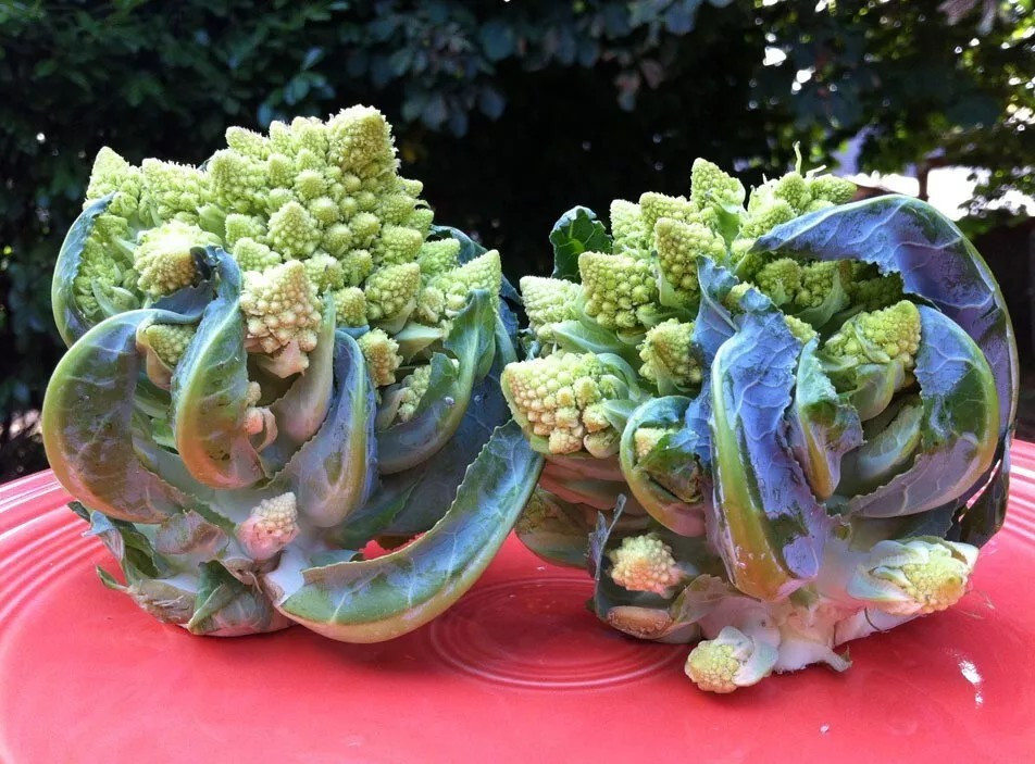 100+ Romanesco Broccoli Seeds – NON GMO — HEIRLOOM – ORGANIC — FRESH