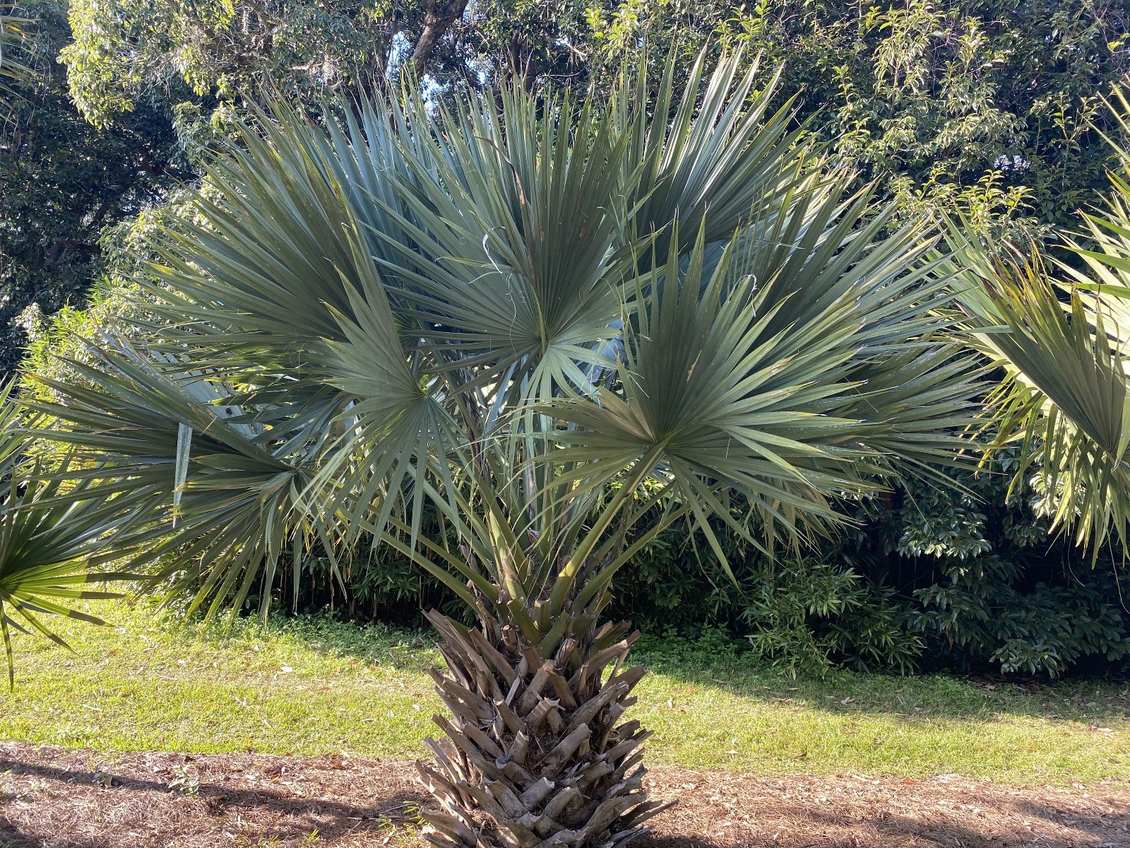 Sabal minor ‘Cape Hatteras’ Seeds! Cold-Hardy, VERY LARGE Form of Sabal minor!