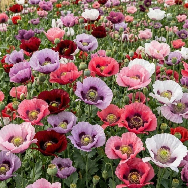 1,500 To 5,000 Mixed Heirloom Oriental Poppy Seeds For Planting Organic, Genuine