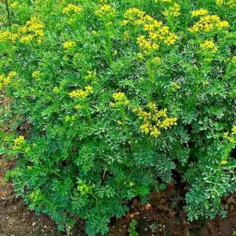 RUE 300+ SEEDS INSECT PEST REPELLENT AUTUMN HEIRLOOM HERBS FLEA MEDICINAL USA