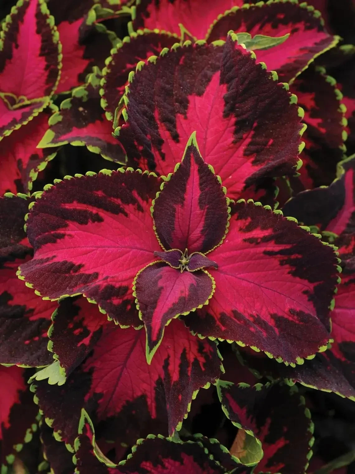 20Pcs Coleus seeds, Chocolate Covered Cherry Non-fading bold pattern sun & Shade