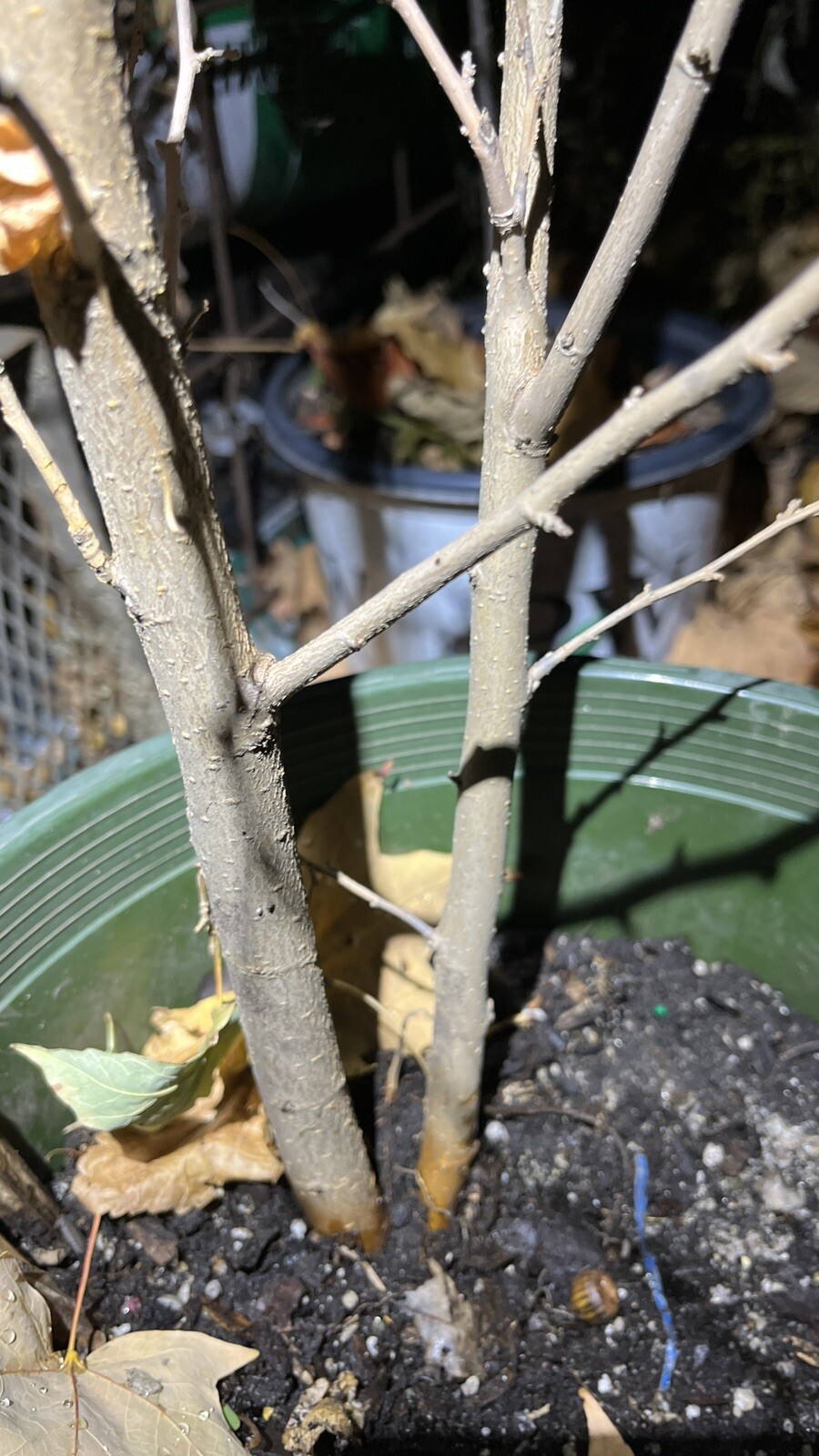 Exact Plant #49, Black mulberry 3-4 year old plant, bare root, 36-45” Tall