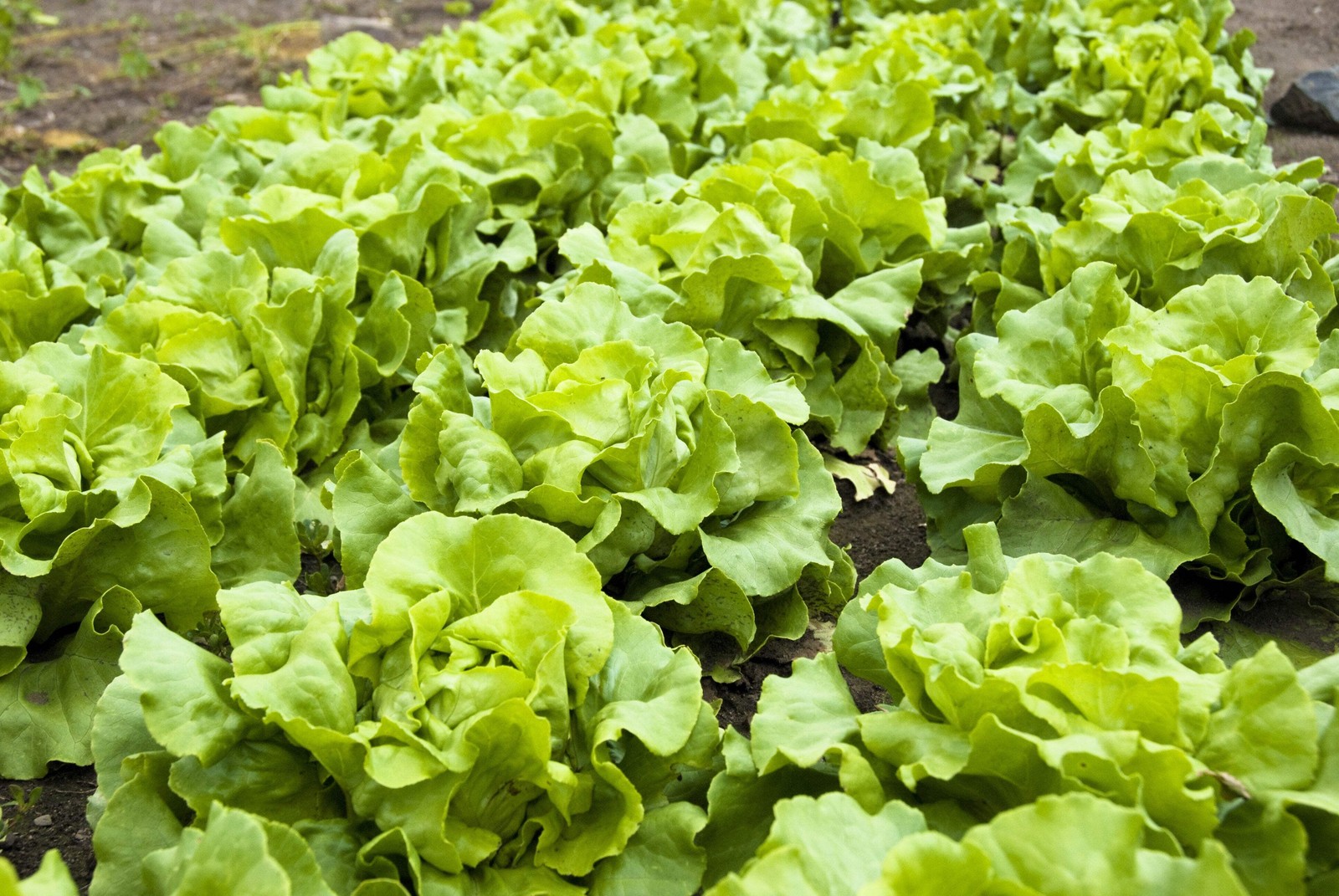 3000 BUTTERCRUNCH LEAF LETTUCE Lactuca Sativa Vegetable Seeds