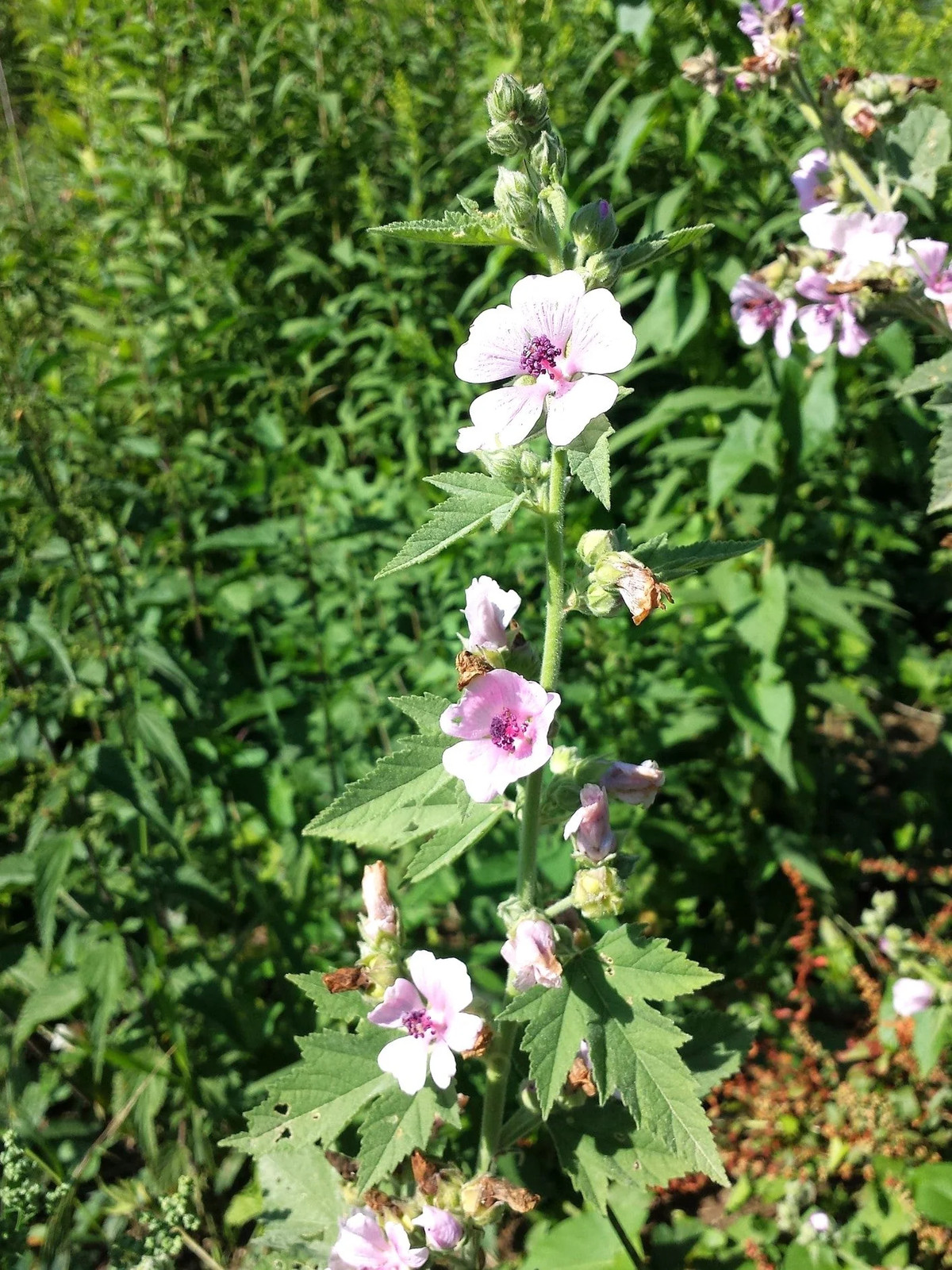 Marshmallow Plant Seeds – For 2025 Planting Medicinal Marsh Mallow Flower Rose