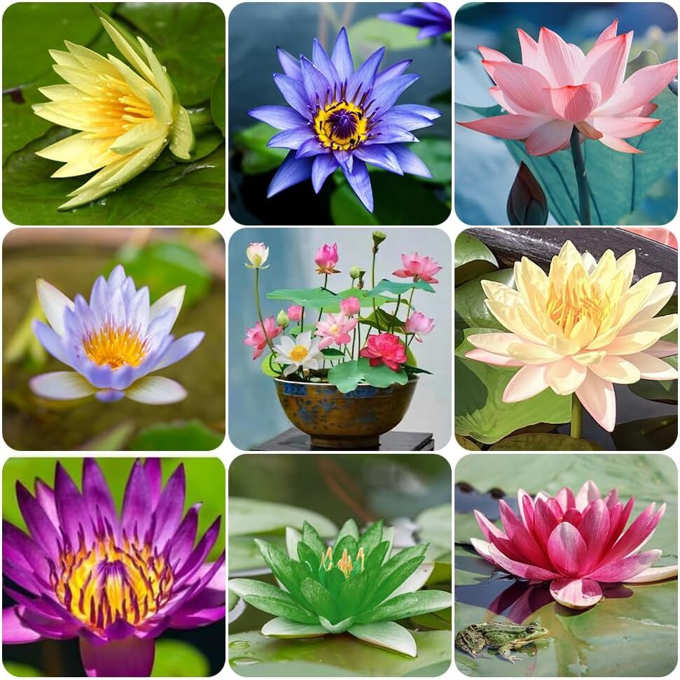 60 Pcs Mix Bonsai Bowl Lotus Seeds, Water Lilys Flower Plant, Lotus Seeds
