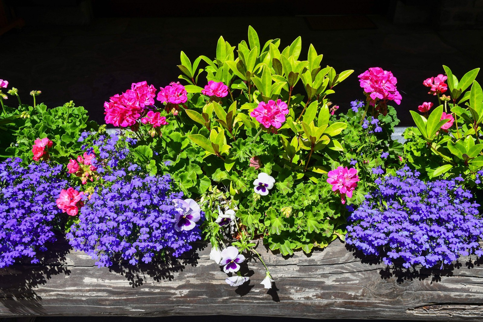 200 MRS CLIBRAN LOBELIA Erinus Lavender Purple & White Flower Seeds *Comb S/H