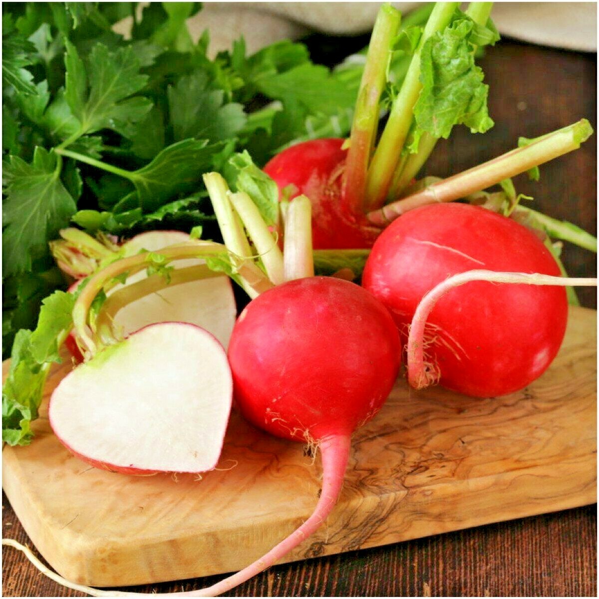 301+GERMAN GIANT RADISH Seeds Organic Heirloom Vegetable Mild Garden Container