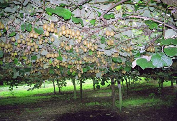 Actinidia deliciosa | Chinese Gooseberry | Kiwi Fruit | 10 Seeds