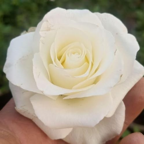 100PCS Mixed Rose Seeds – Lush Perennial Blooms, Heirloom Flower Seeds for Garde