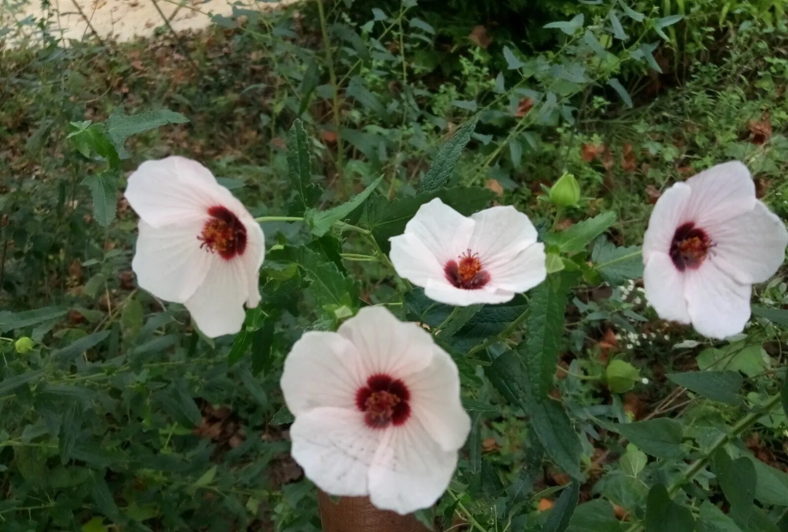 25 Light pink Swamp Rose Mallow Hibiscus Seeds.Medium size Flowers.Maroon Center