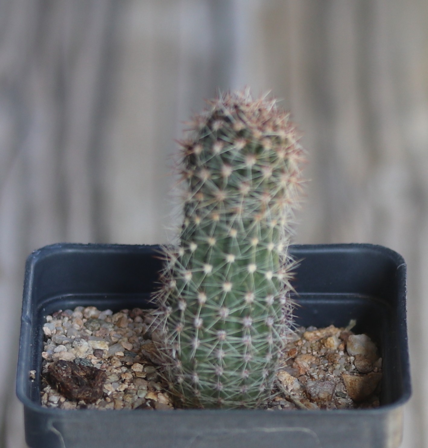 Echinopsis hybrid ‘Tricolor’