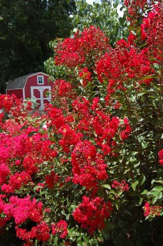 Crape Myrtle | Lagerstroemia indica | Red Rooster | 50 seeds