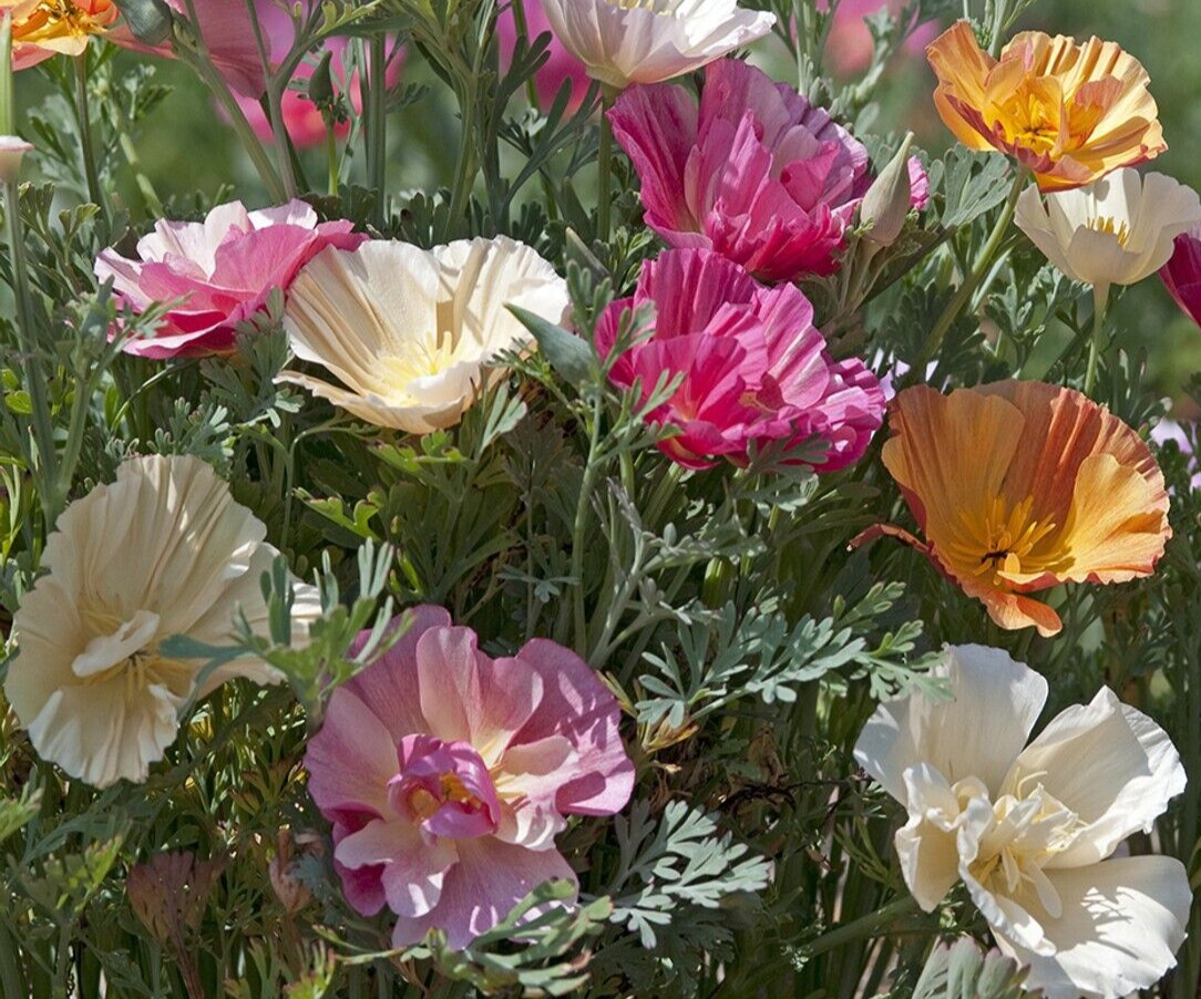 Eschscholzia, California poppy, Thai Silk mix 25 seeds