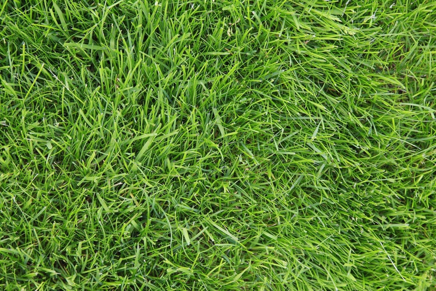 State Certified Kentucky 31 Tall Fescue Grass Seed 1lb – No Fillers, Non-GMO