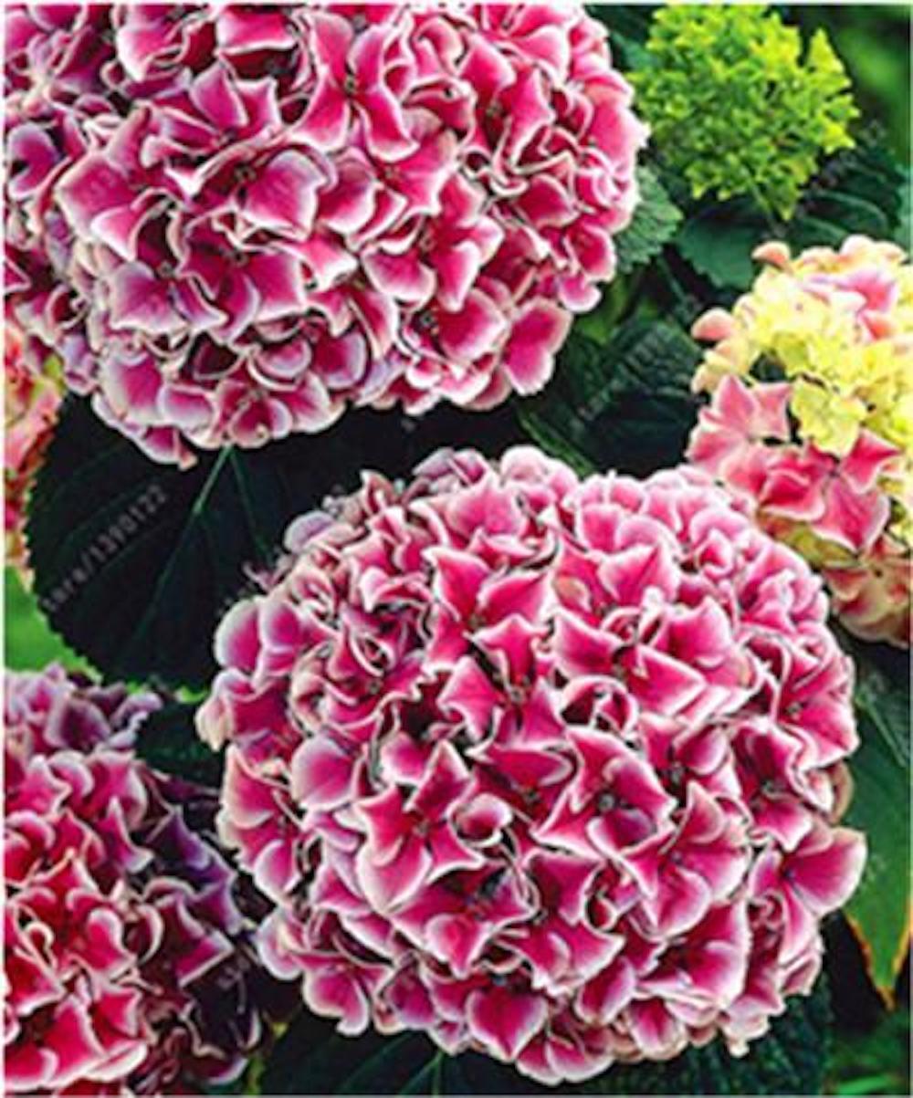 20 HYDRANGEA FLOWER SEEDS rare exotic ball bloom plant garden bush germination