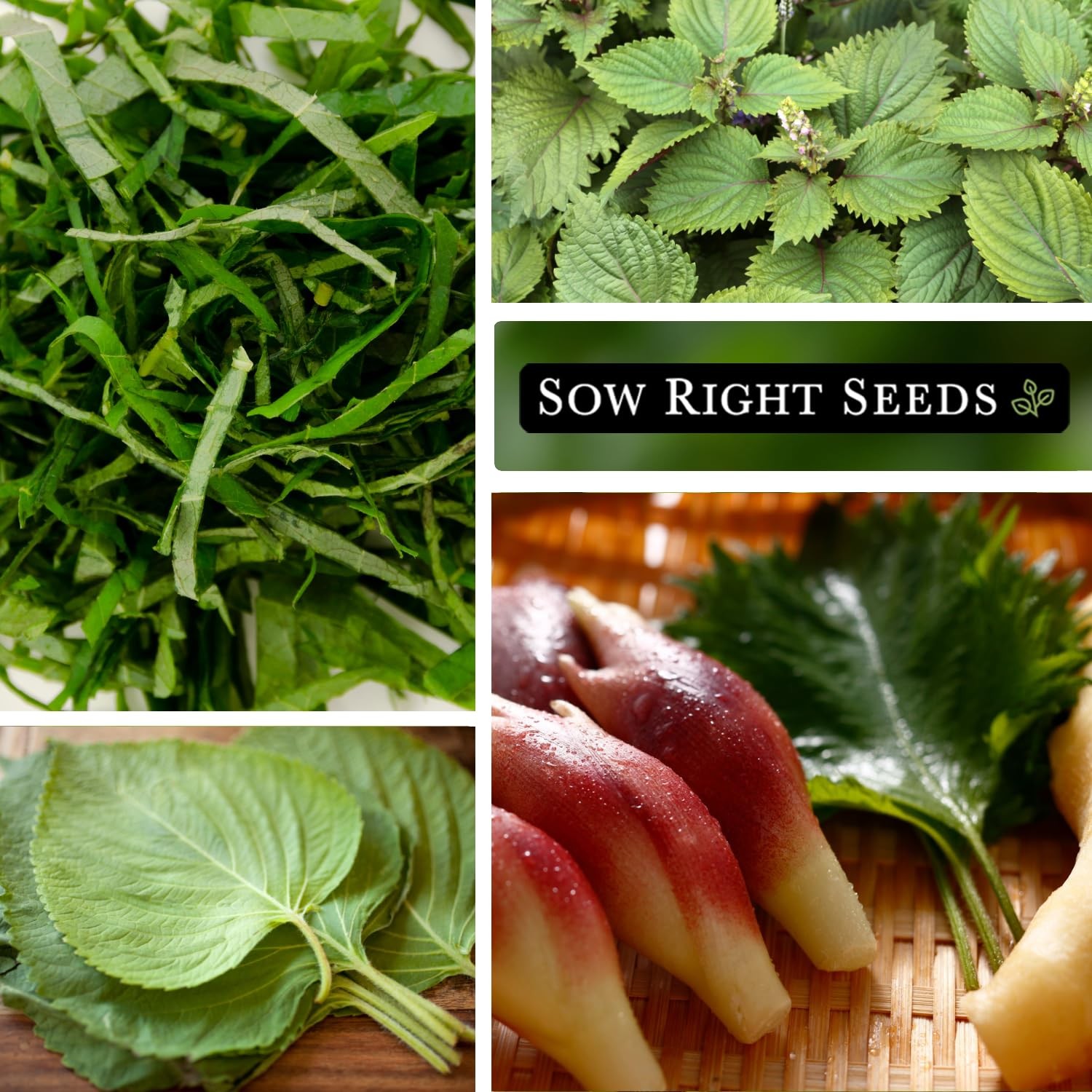– Green Shiso Seeds for Planting – Perilla Seeds Japanese Shiso – Non-GMO Hei…