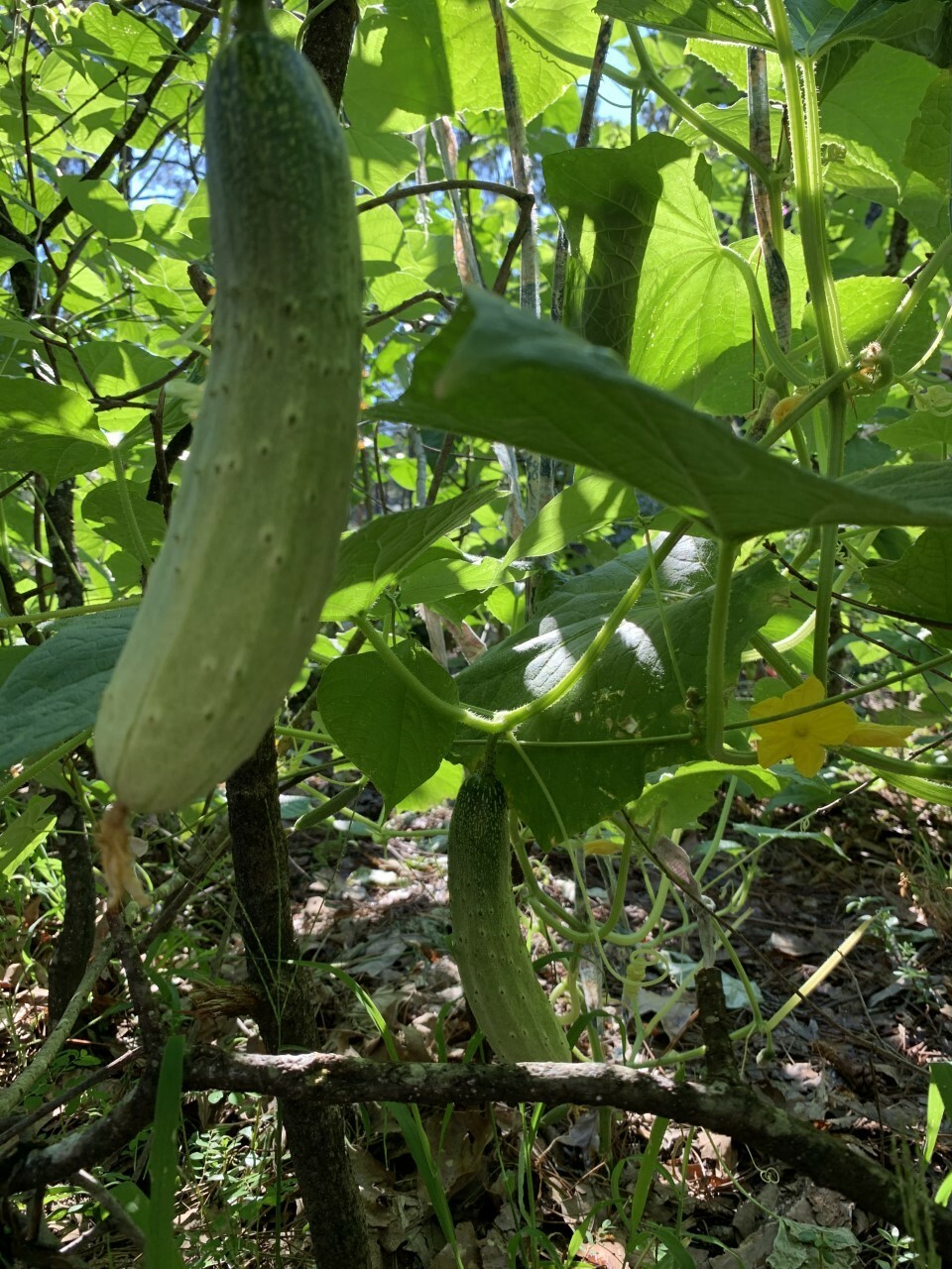25 organic Asian White /Green Sweet Crisp Cucumber seeds (2023 summer) 新鲜水果黄瓜种子
