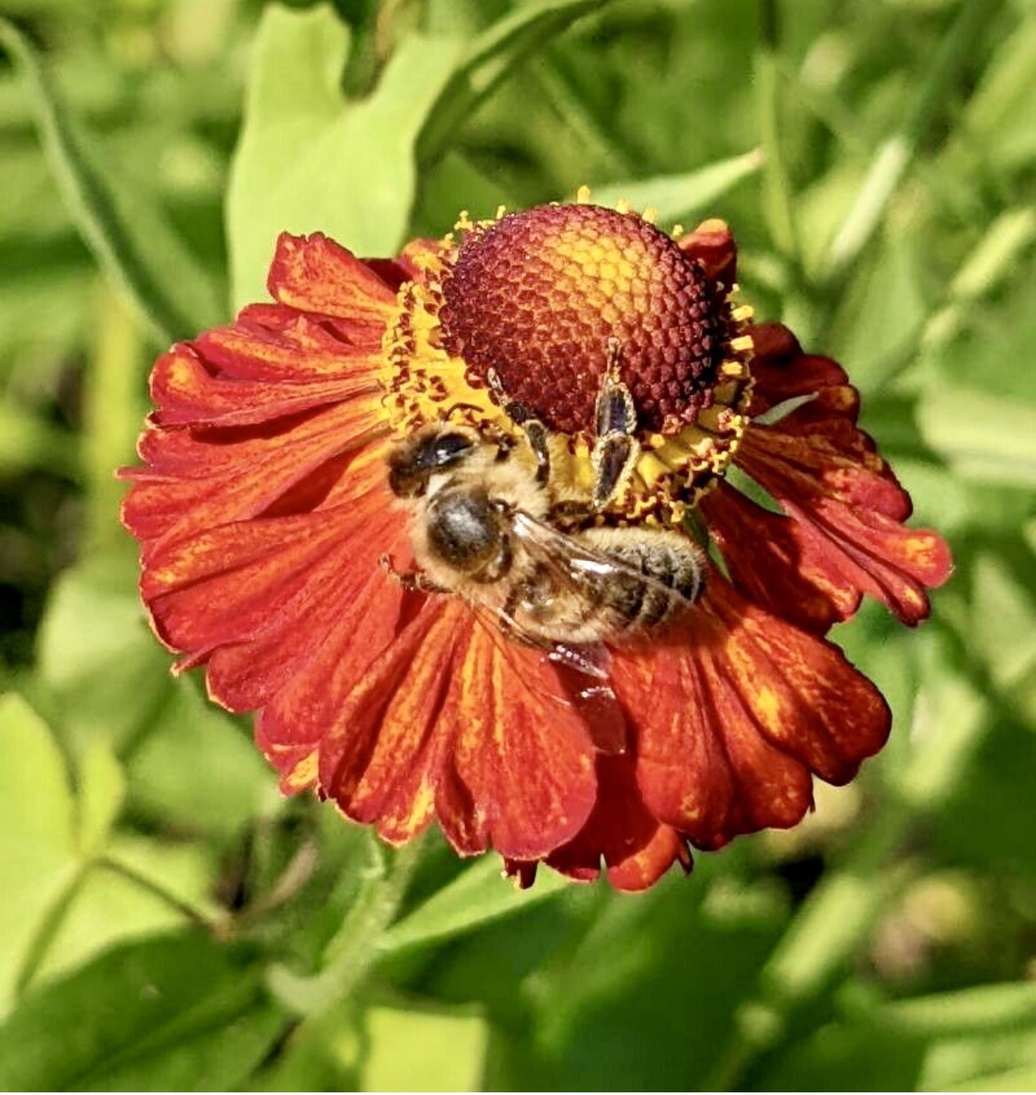 Helenium Autumnale, Large-Flowered Sneezeweed – 100 seeds 2024 – USA