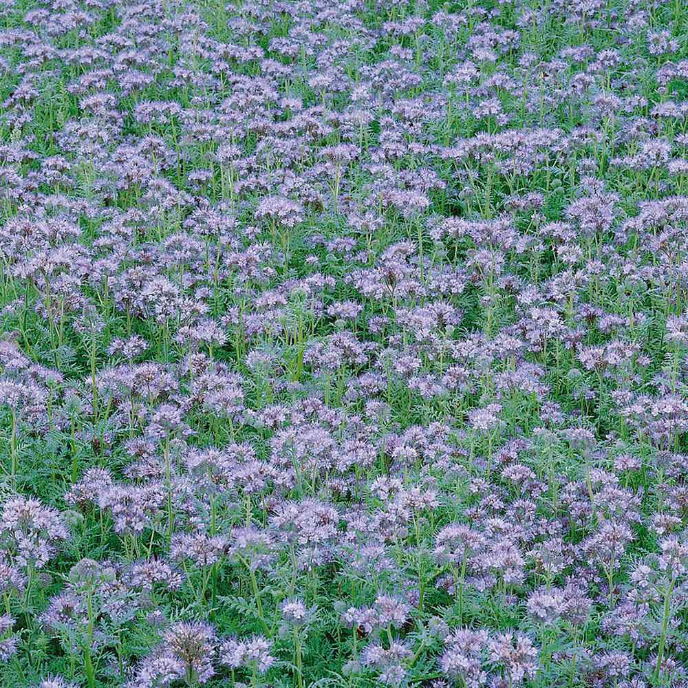 LACY PHACELIA Lavender Cover Crop Loves Heat Pollinators Bees Non-GMO 1000 Seeds