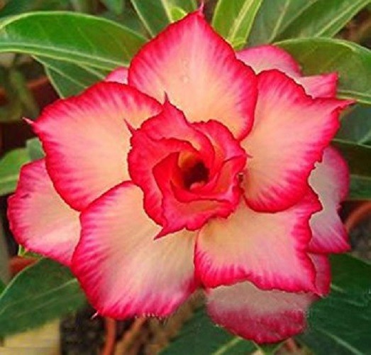4 Yellow Red Desert Rose Seeds Adenium Obesum Flower Perennial Seed Flowers 283