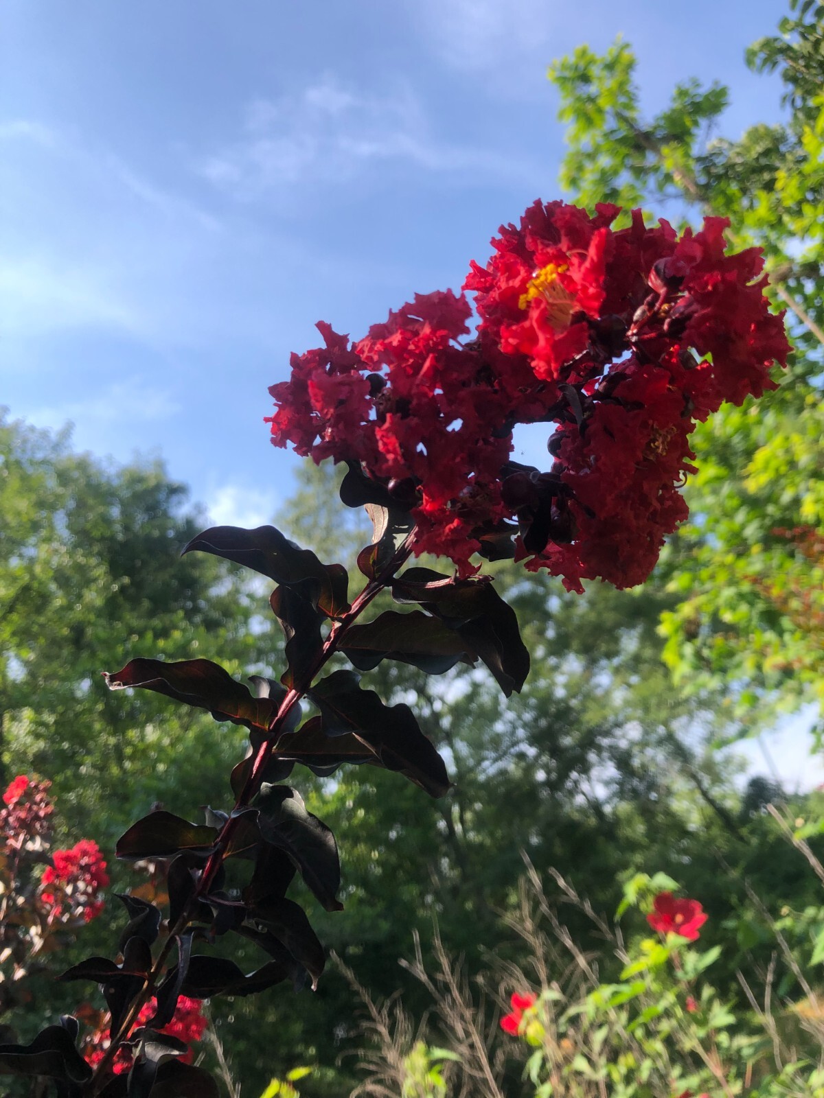 Crape Myrtle Ebony Diamond Red Fire Lagerstroemia 10 seeds