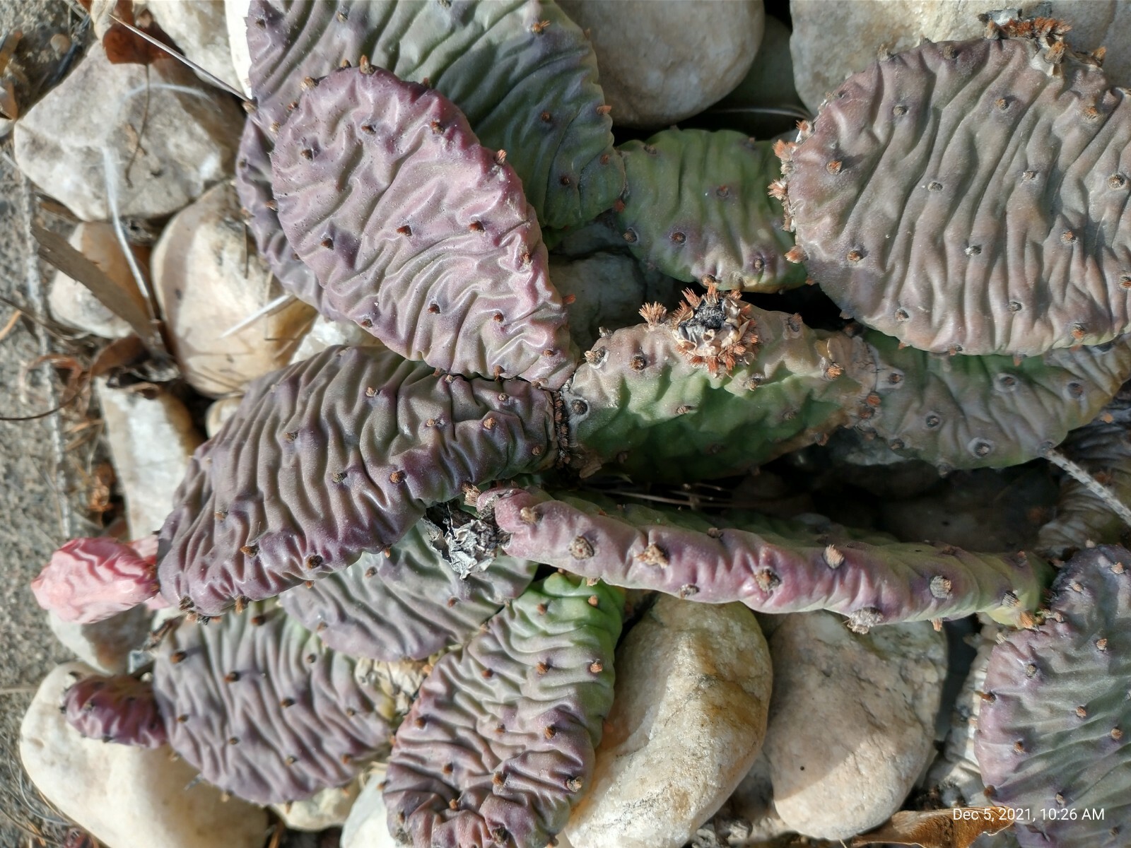 Cactus Prickly Pear Winter hardy 9 pads