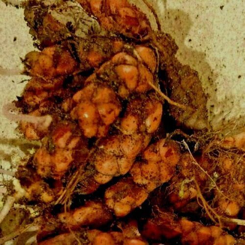 Oxalis Triangularis Purple shamrock rhizomes/bulbs