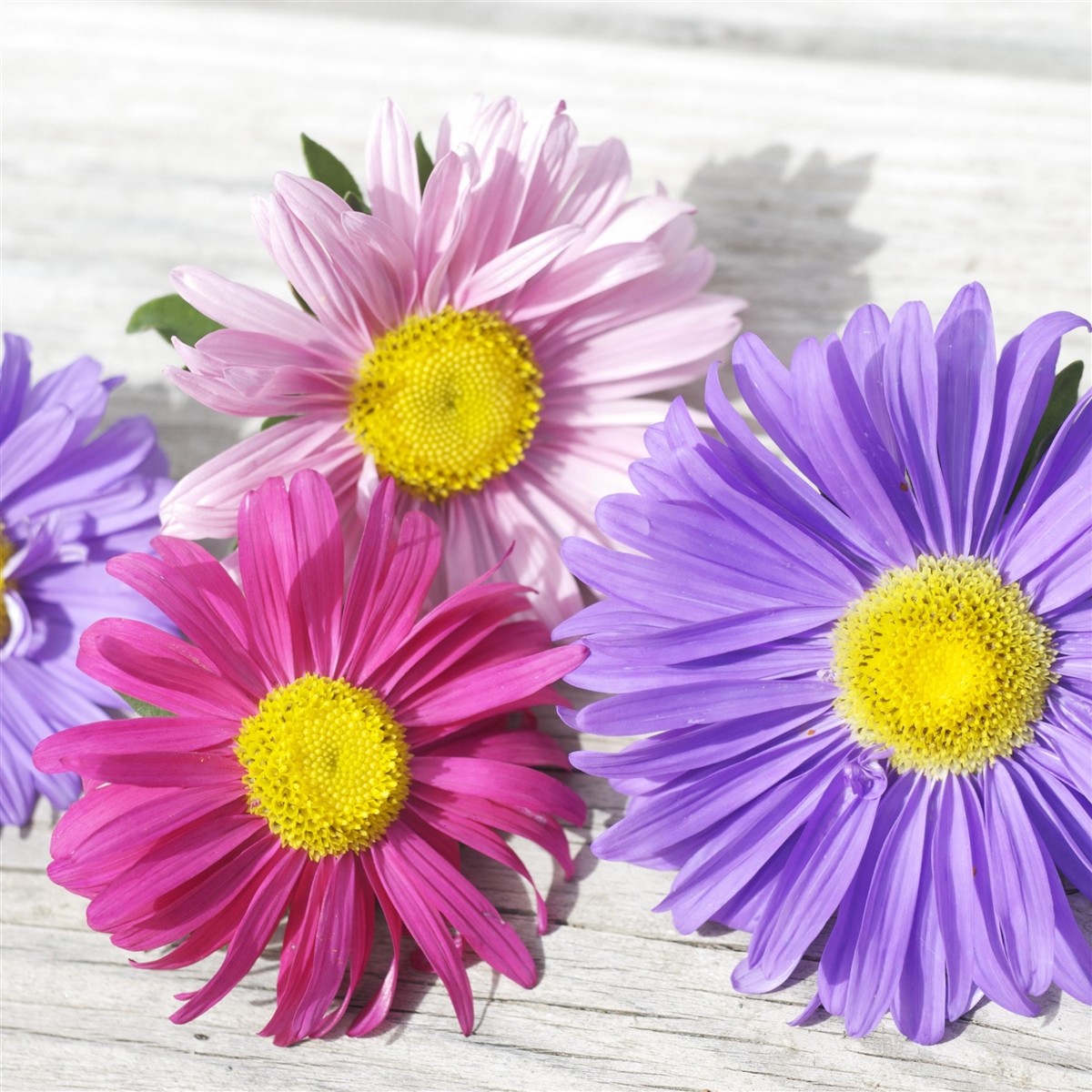301+GIANT CALIFORNIA CHINA ASTER Mix Seeds Cut Flowers Summer Garden Container