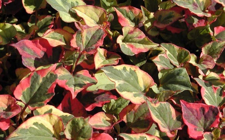 Houttuynia chameleon 20 seeds