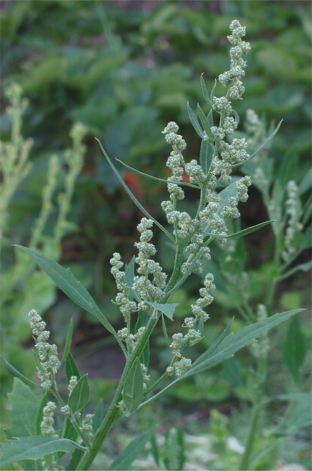 Lambs Quarters – TWO VARIETIES 400+ SEEDS – 2023 Harvest – Chenopodium Album