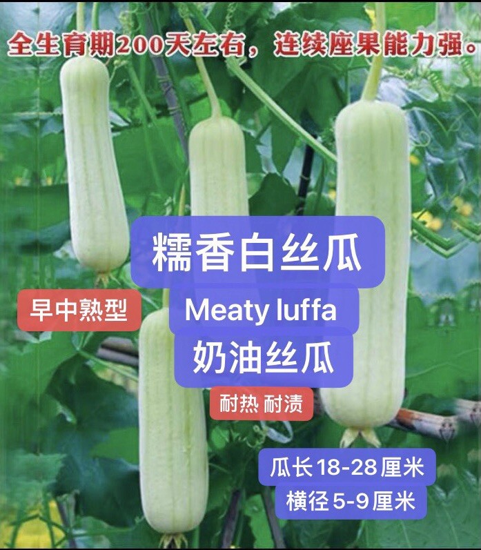 20 Loofah Luffa Seeds 20粒糯香白肉丝瓜种子 2022年新种子
