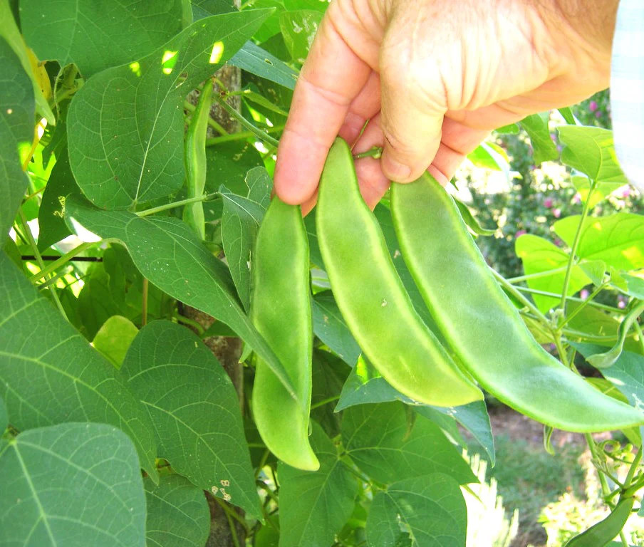 King of The Garden Pole Lima Bean Seeds | Giant Heirloom Limas Beans Seed 2025
