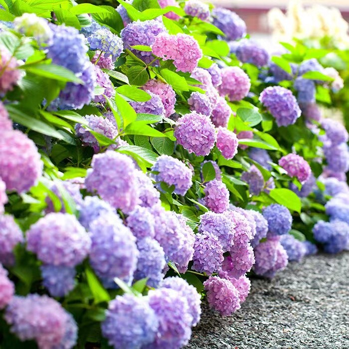 20 HYDRANGEA FLOWER SEEDS rare exotic ball bloom plant garden bush germination