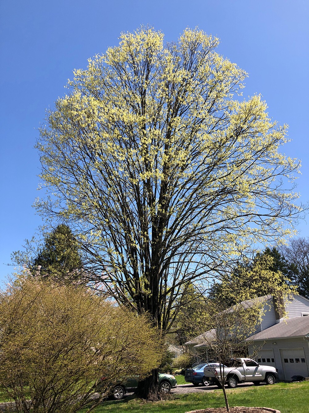 Southern Sugar Maple Tree | Premium Seeds | Acer saccharum ‘Summer’ | Plants’®