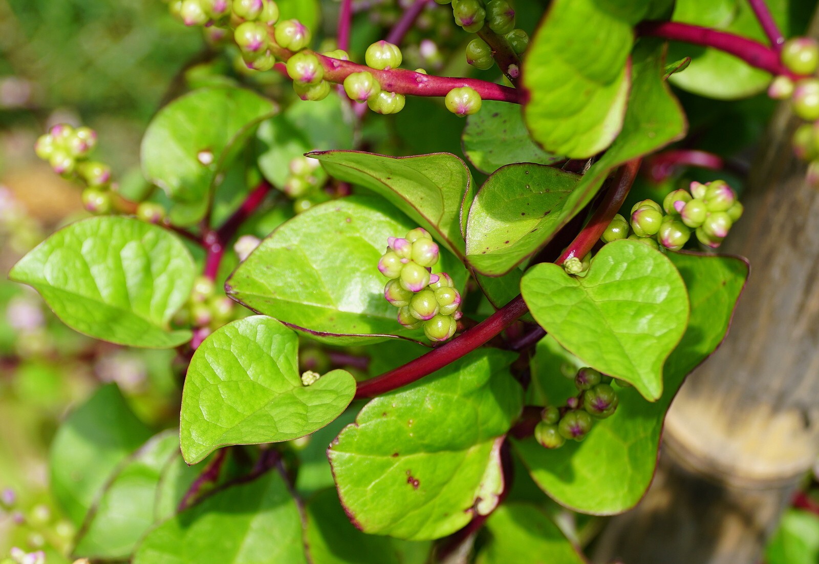 20+ Green Climbing Malabar Spinach seeds Heat Tolerant Aid Digestion Leafy Green