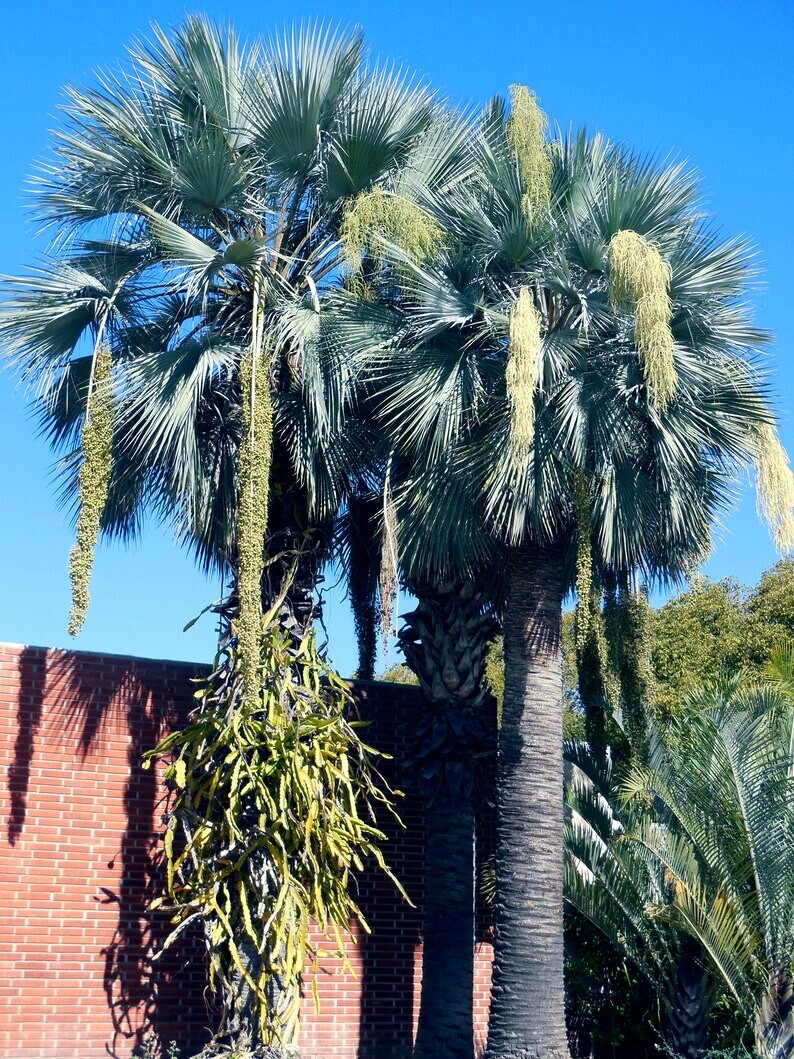 10 Mexican Blue Hesper Fan Palm Tree Seeds Grey Goddess Tropical Cold Hardy!