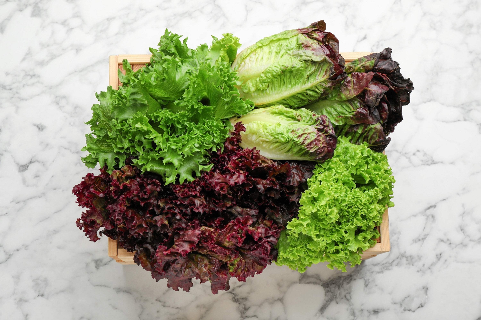 3000 Leaf Lettuce RED SALAD BOWL Lactuca Sativa Vegetable Seeds