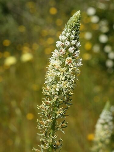 1oz Sweet White Mignonette Reseda odorata FRAGRANT Flower Seeds ( 25,000 Seeds)