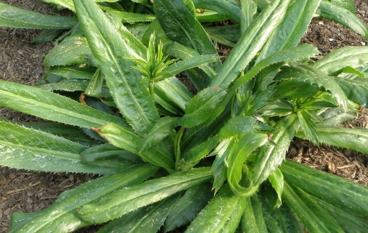 Culantro | 500 seeds | recao | CILANTRO| Seeds Mix ,8 Weeks Needed To Germinate