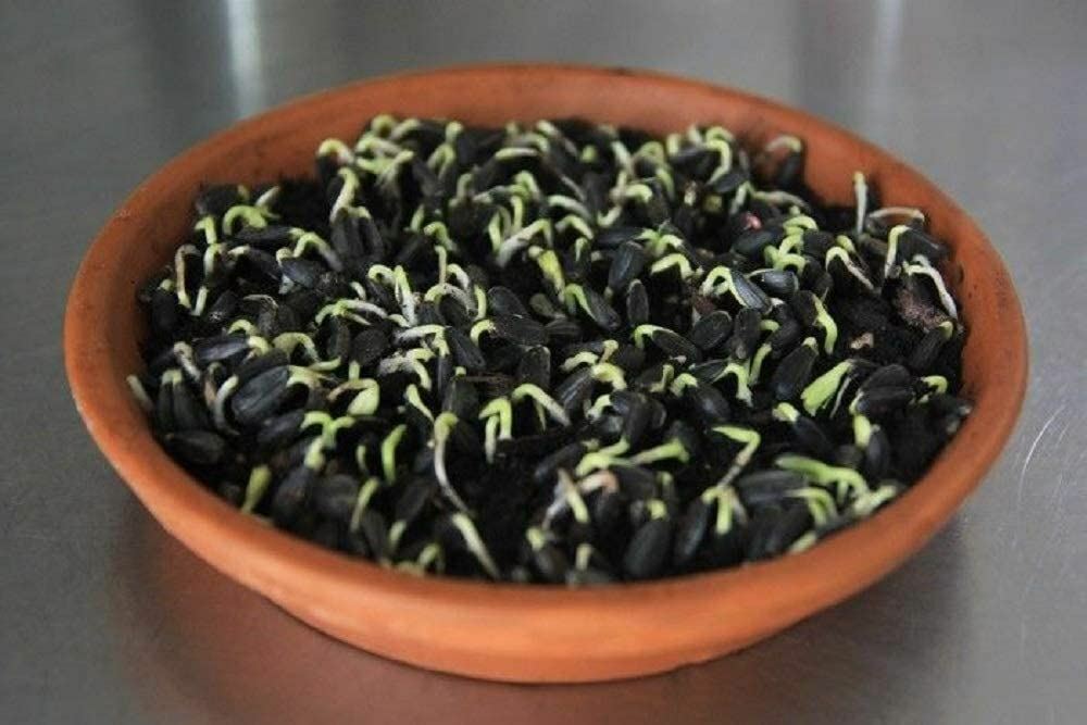 Sunflower Seeds for Sprouting Microgreens, COOL BEANS N SPROUTS