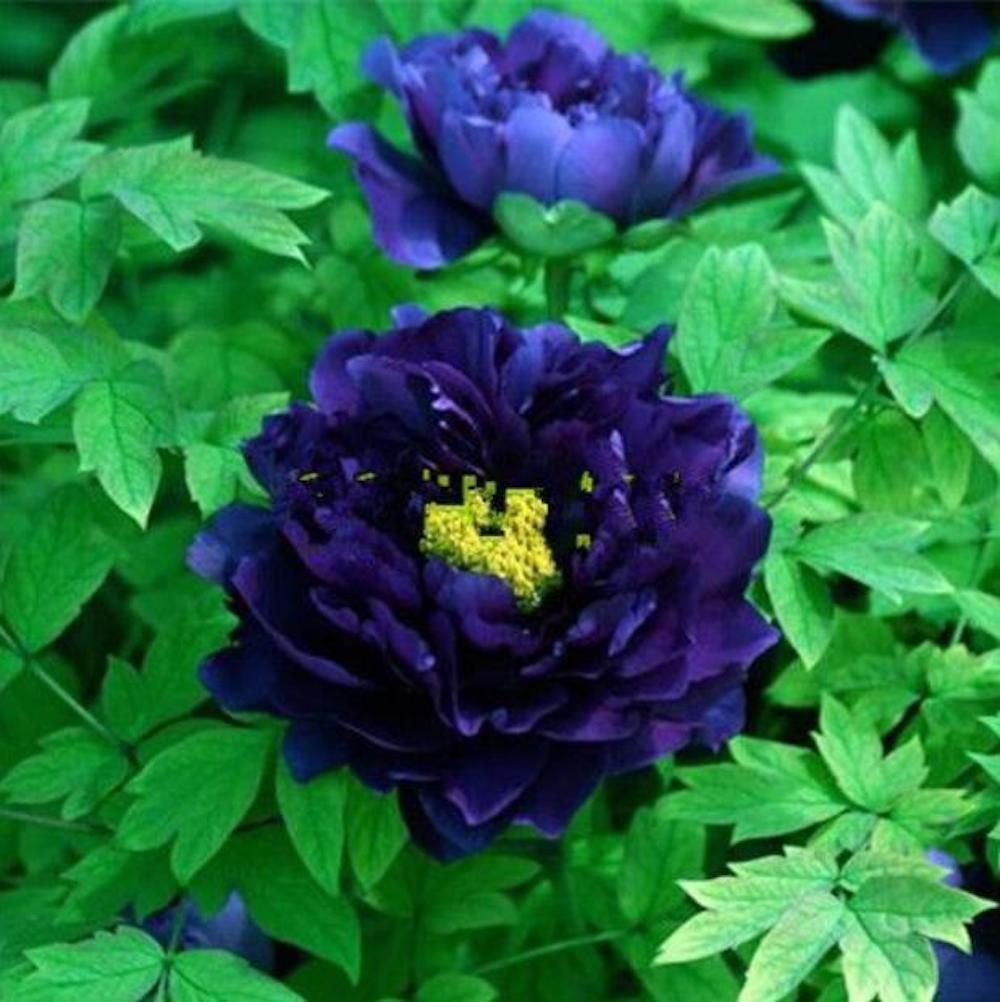 20 PEONIES FLOWER SEEDS rare exotic blossom bloom house plant garden germination
