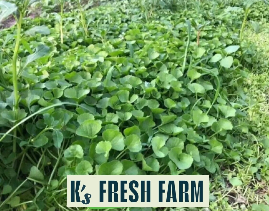 PENNYWORT , GOTU KOLA, CENTELLA ASIATICA SEEDS, HẠT RAU MÁ LÁ LỚN (+200 PCS)