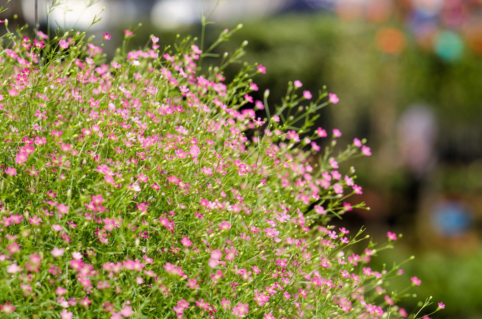350 RED BABYS BREATH Gypsophila Elegans Baby’s Breath Flower Seeds